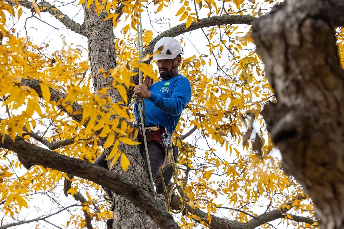Skilled Emergency Tree Service crew working in Randolph